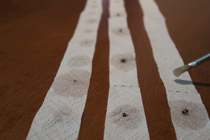 homemade seed tape - glue